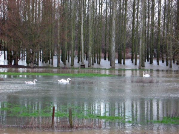 Swans enjoying the floods